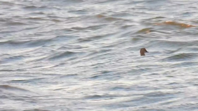 Eider à tête grise - ML627429884