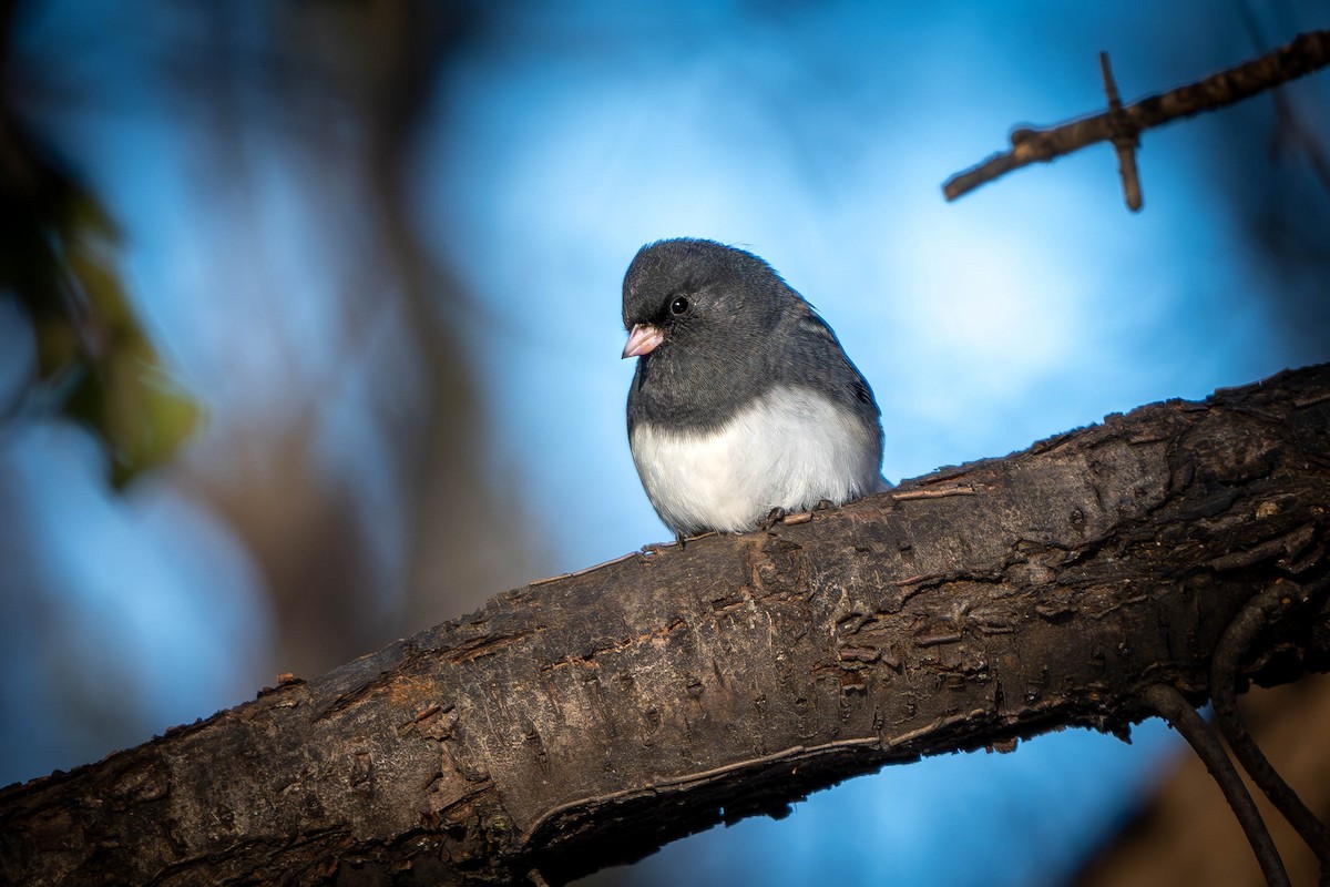 Dark-eyed Junco - ML627429930