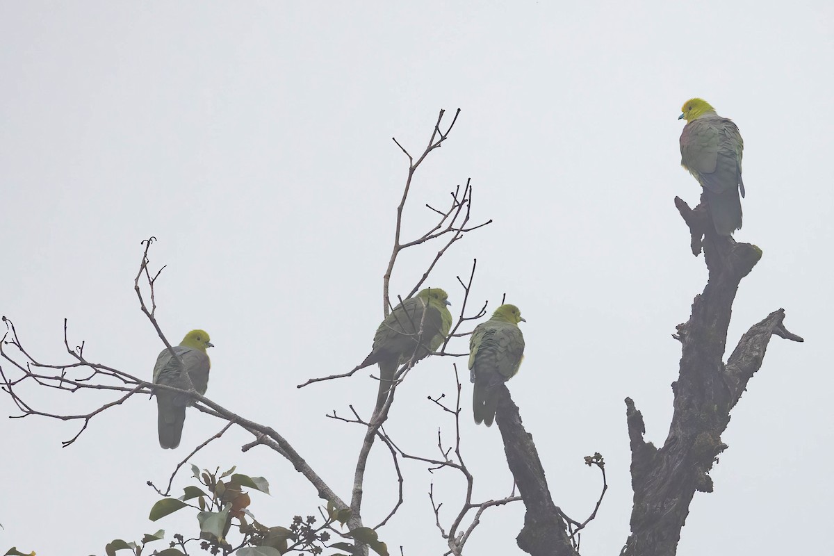 Wedge-tailed Green-Pigeon - ML627429999