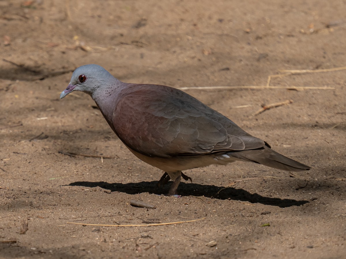 Pigeon de Madagascar - ML627430045