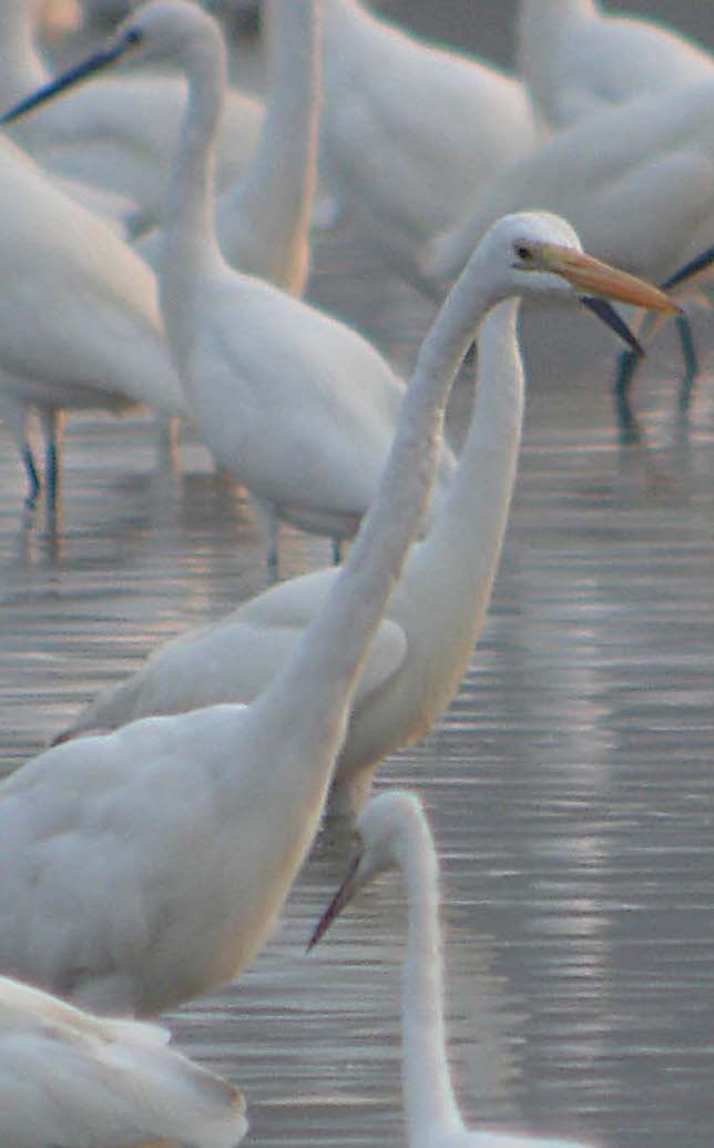 Great Egret (modesta) - ML627430052