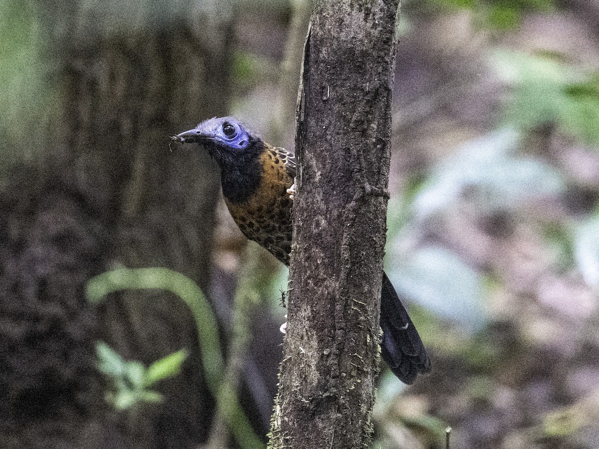 Ocellated Antbird - ML627430149