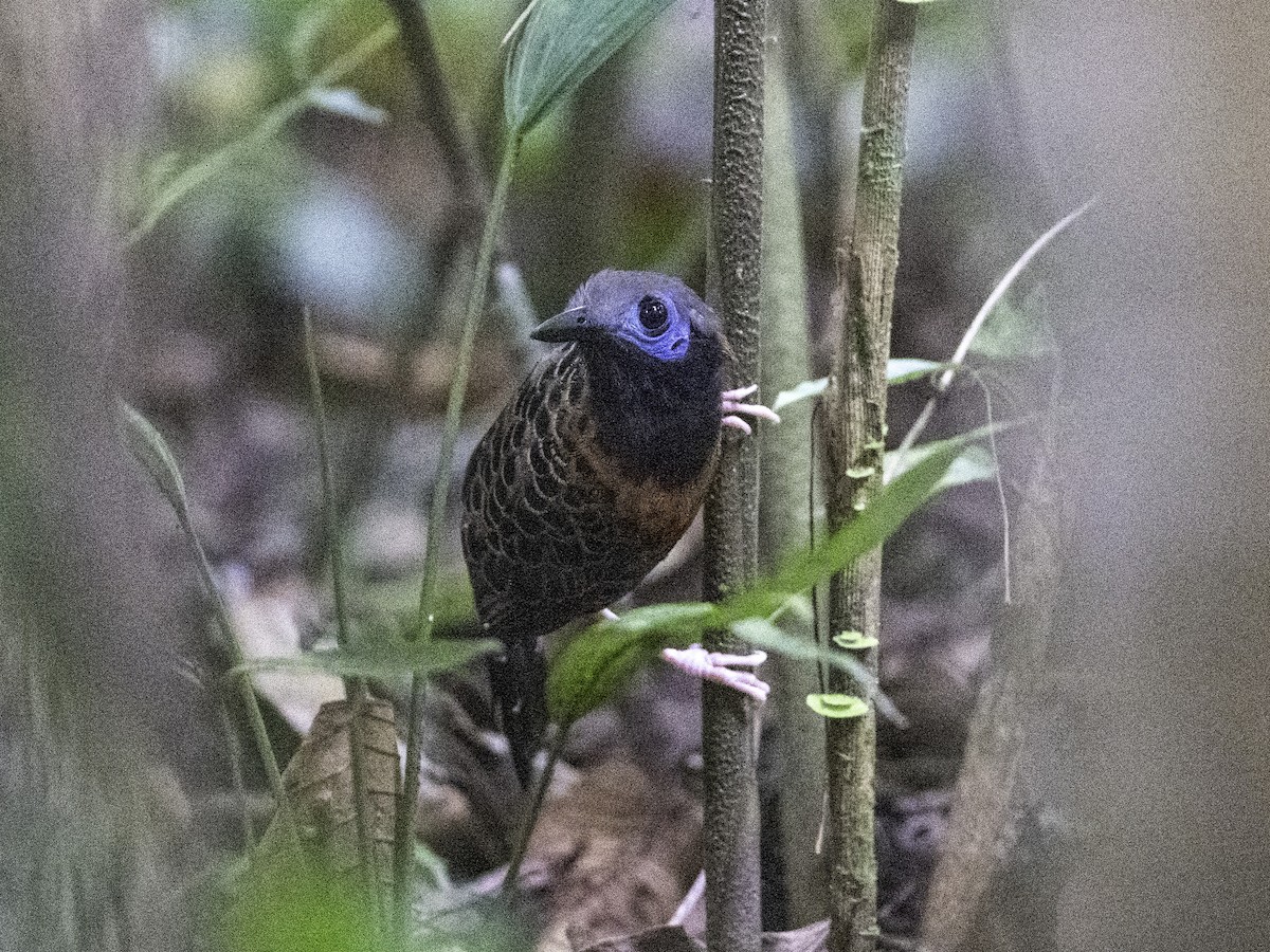 Ocellated Antbird - ML627430251