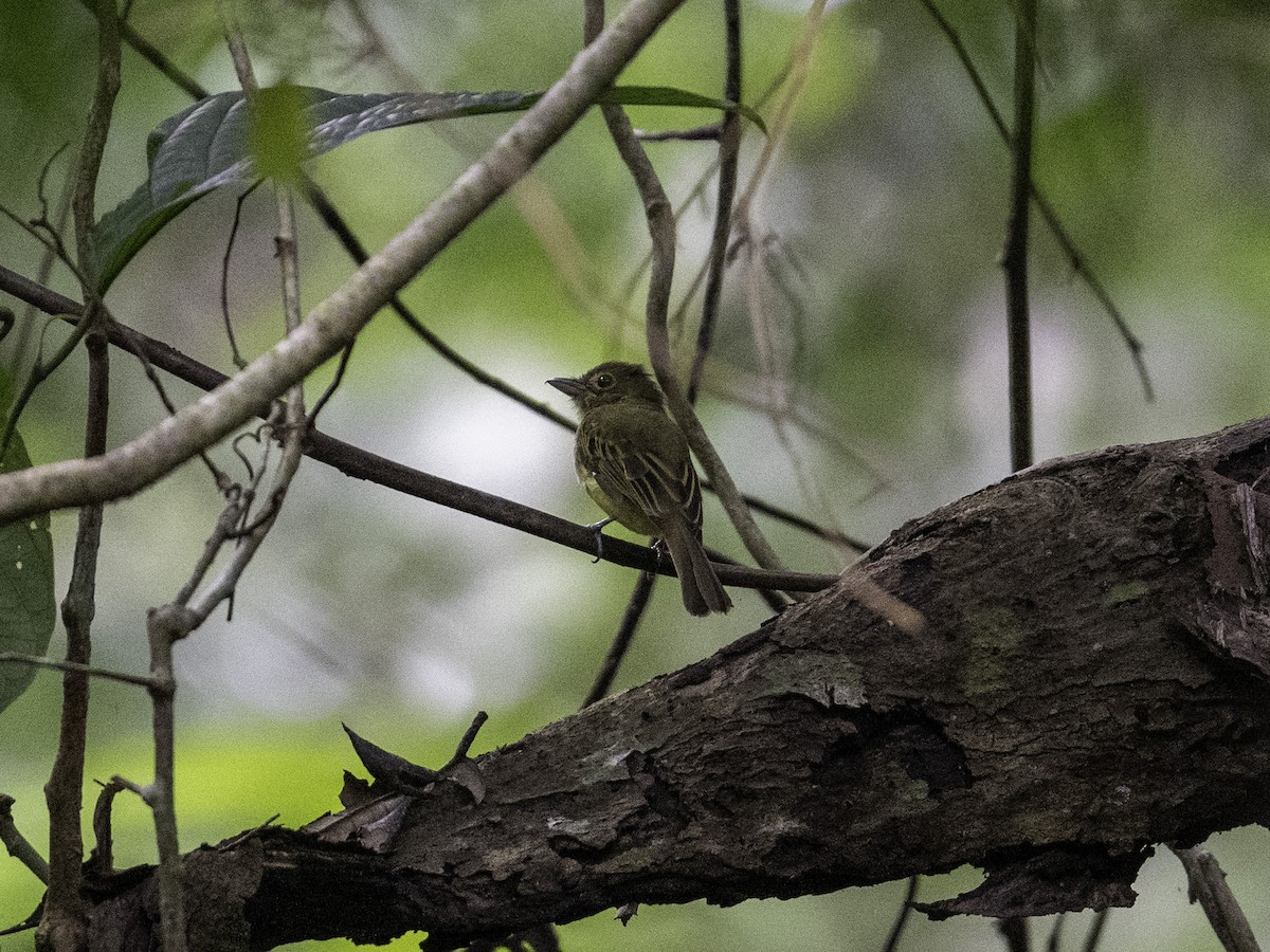 Western Olivaceous Flatbill - ML627430256