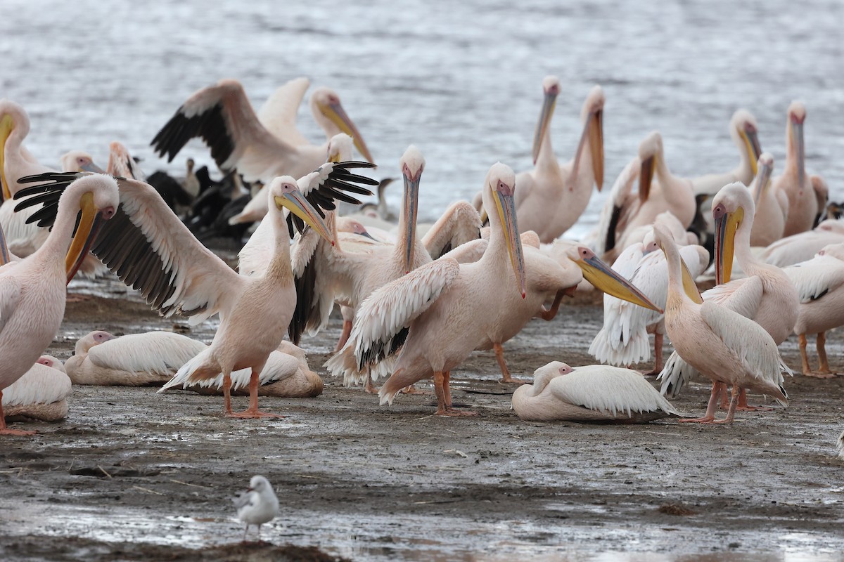 Great White Pelican - ML627430342