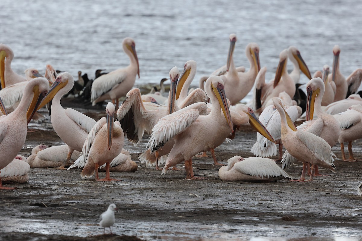 Great White Pelican - ML627430347