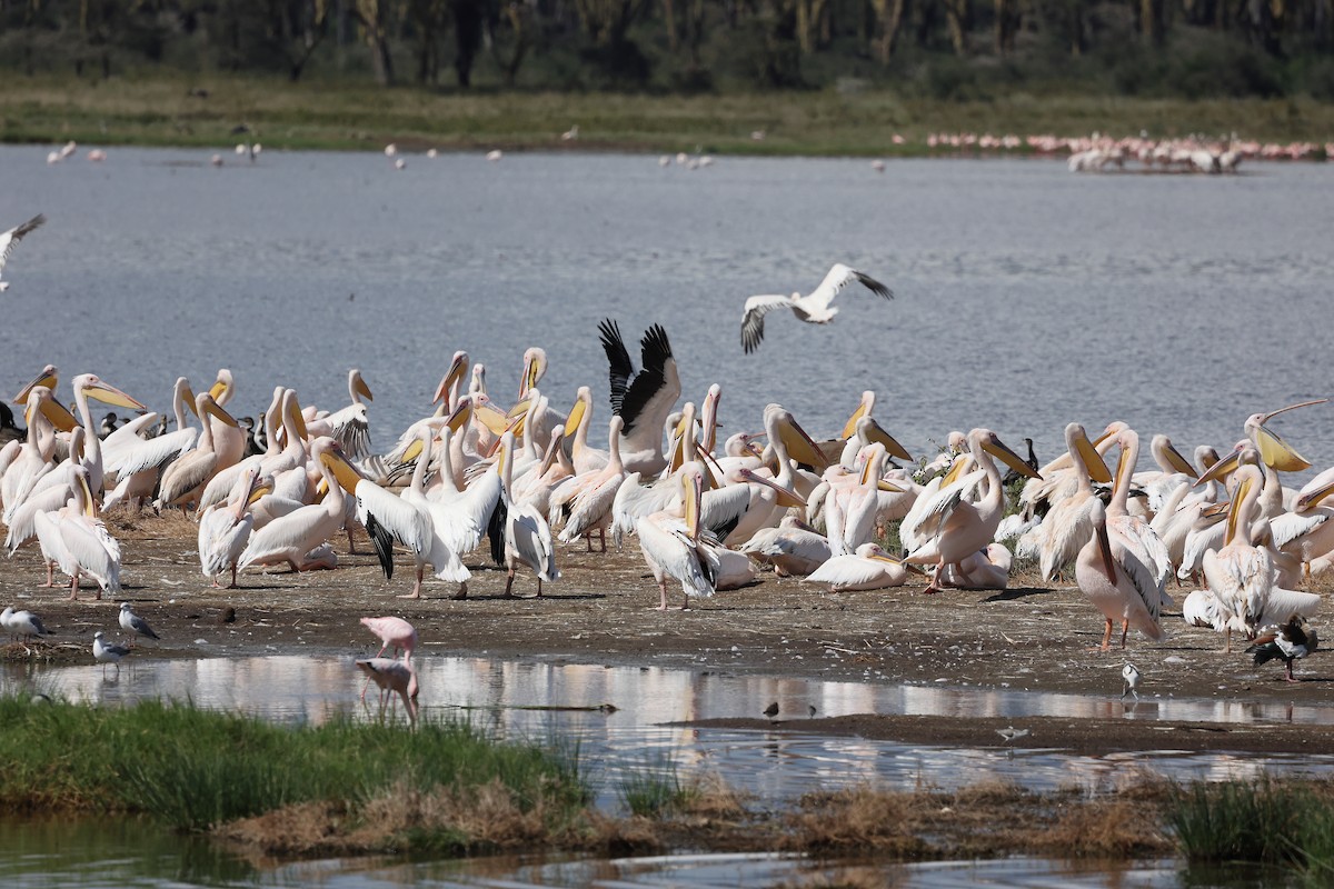 Great White Pelican - ML627430348