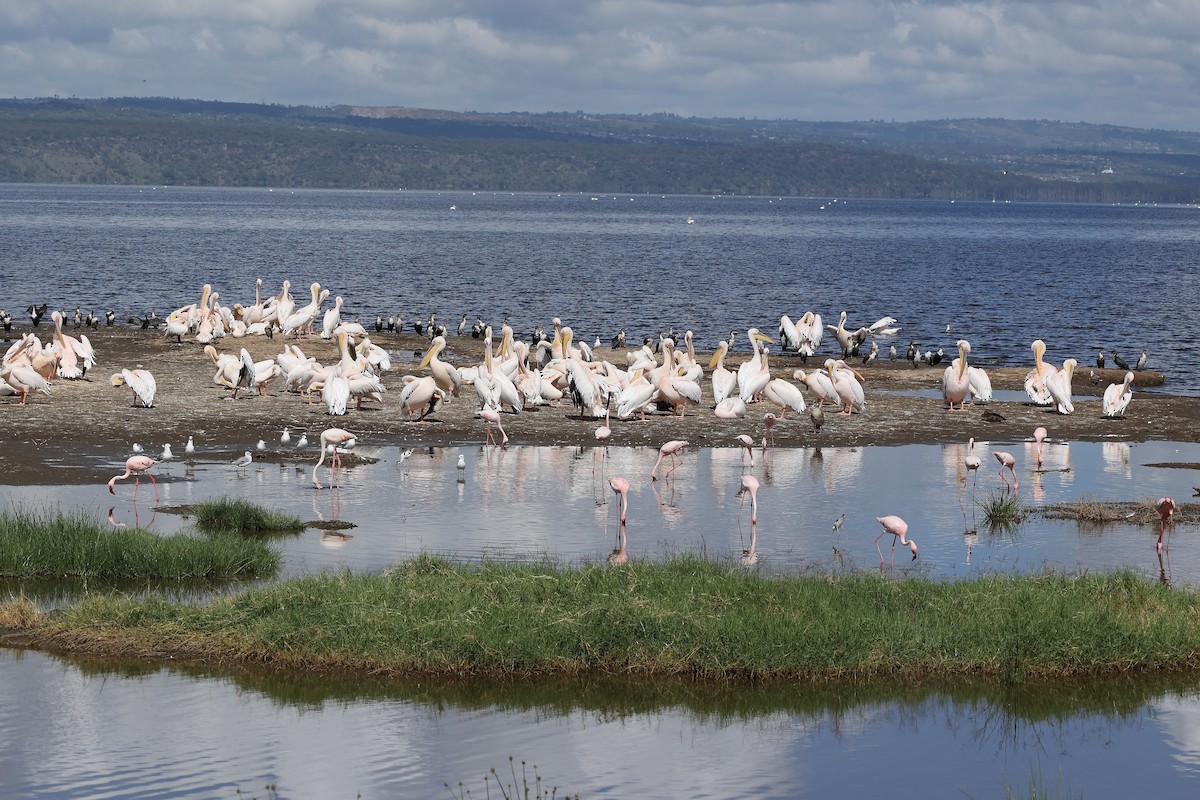 Great White Pelican - ML627430349