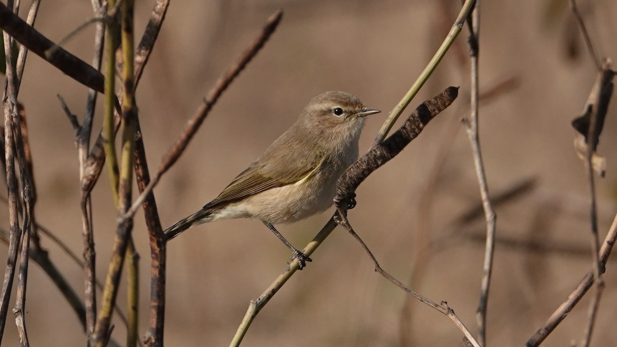 Common Chiffchaff - ML627430467