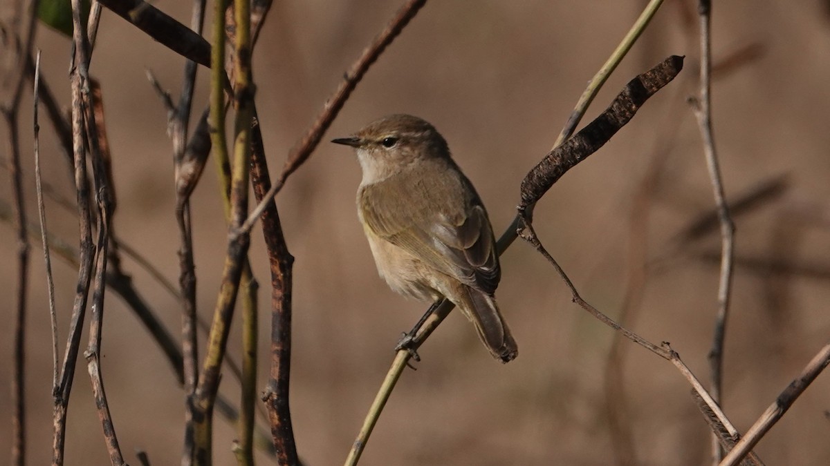 Common Chiffchaff - ML627430468