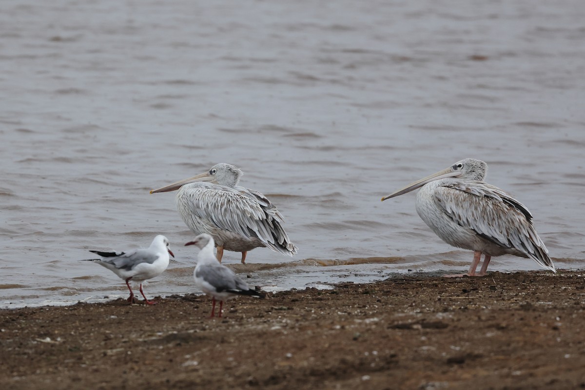 Pink-backed Pelican - ML627430512