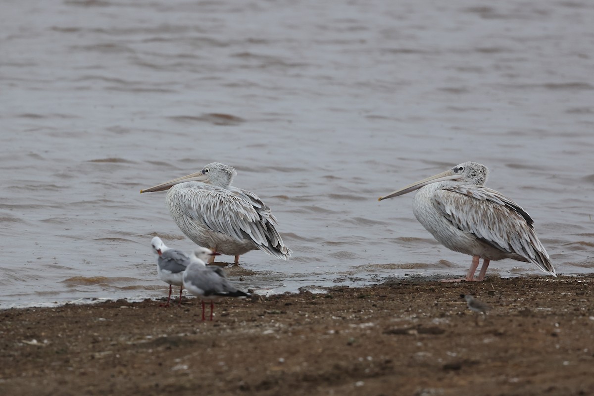 Pink-backed Pelican - ML627430513