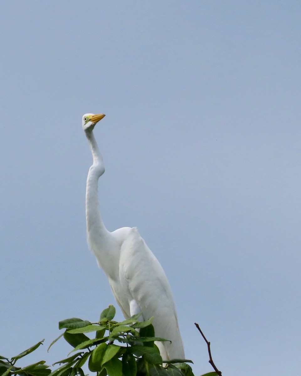 Great Egret - ML627430533