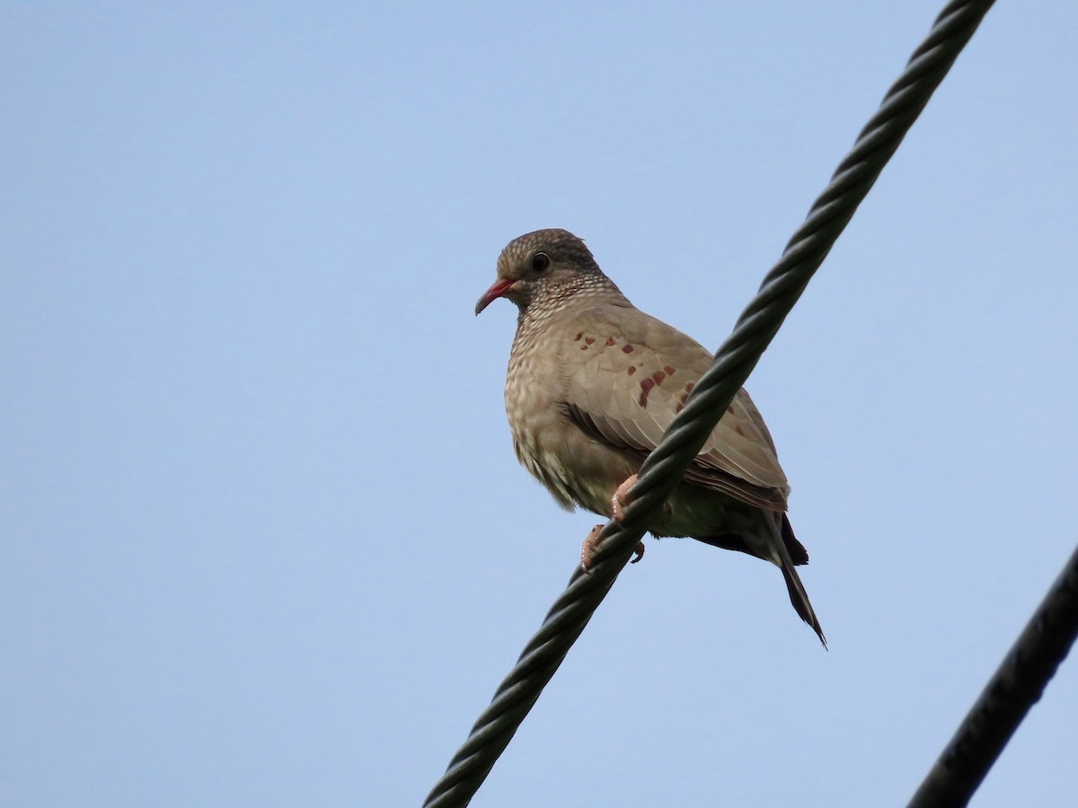 Common Ground Dove - ML627430572