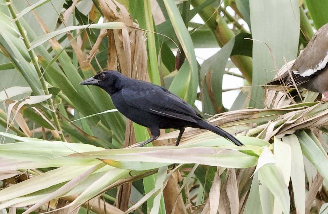 Scrub Blackbird - ML627430583