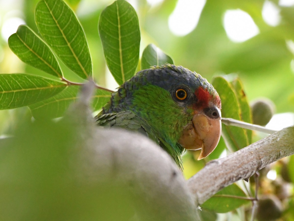 Lilac-crowned Amazon - ML627430585