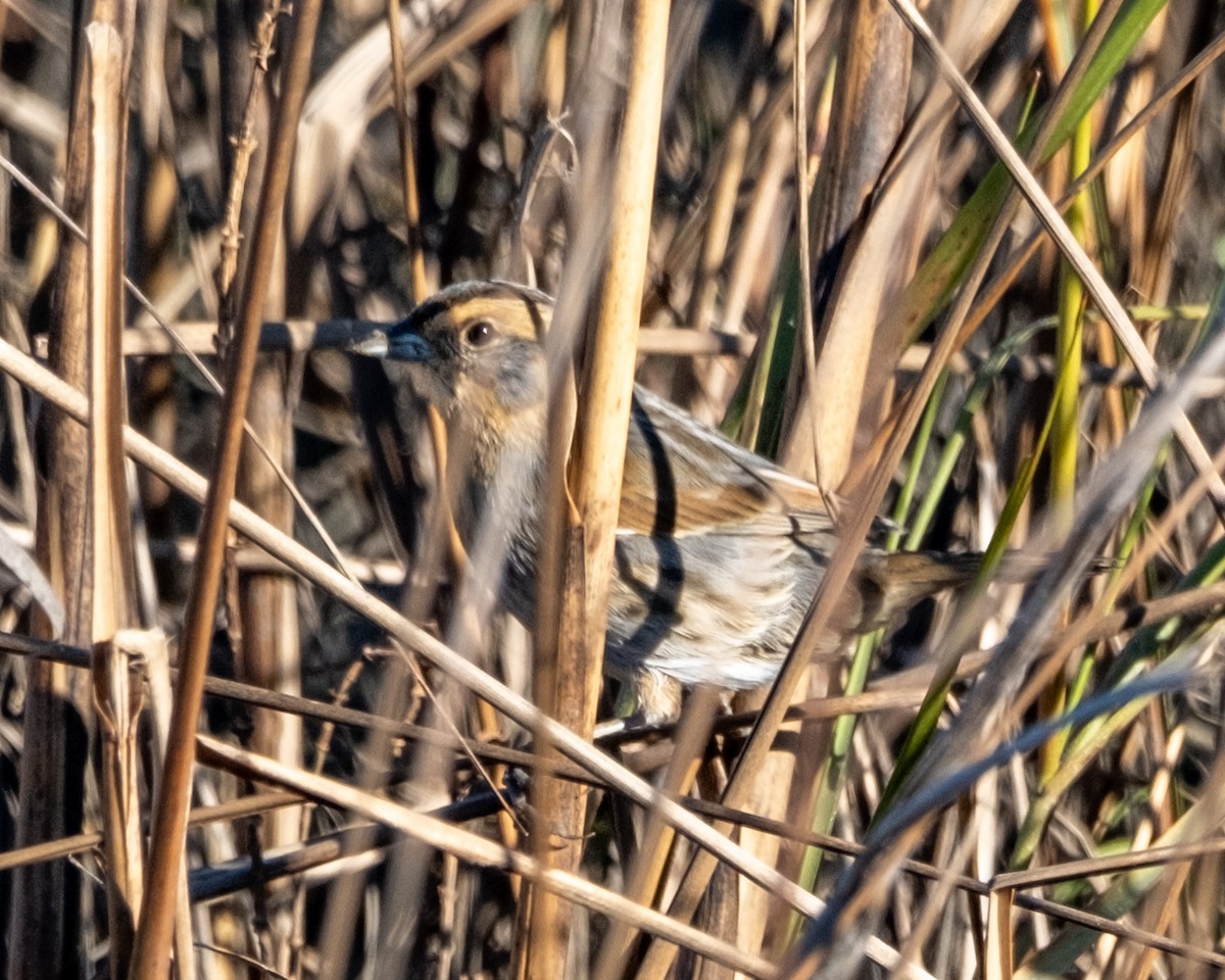 Nelson's Sparrow - ML627430591