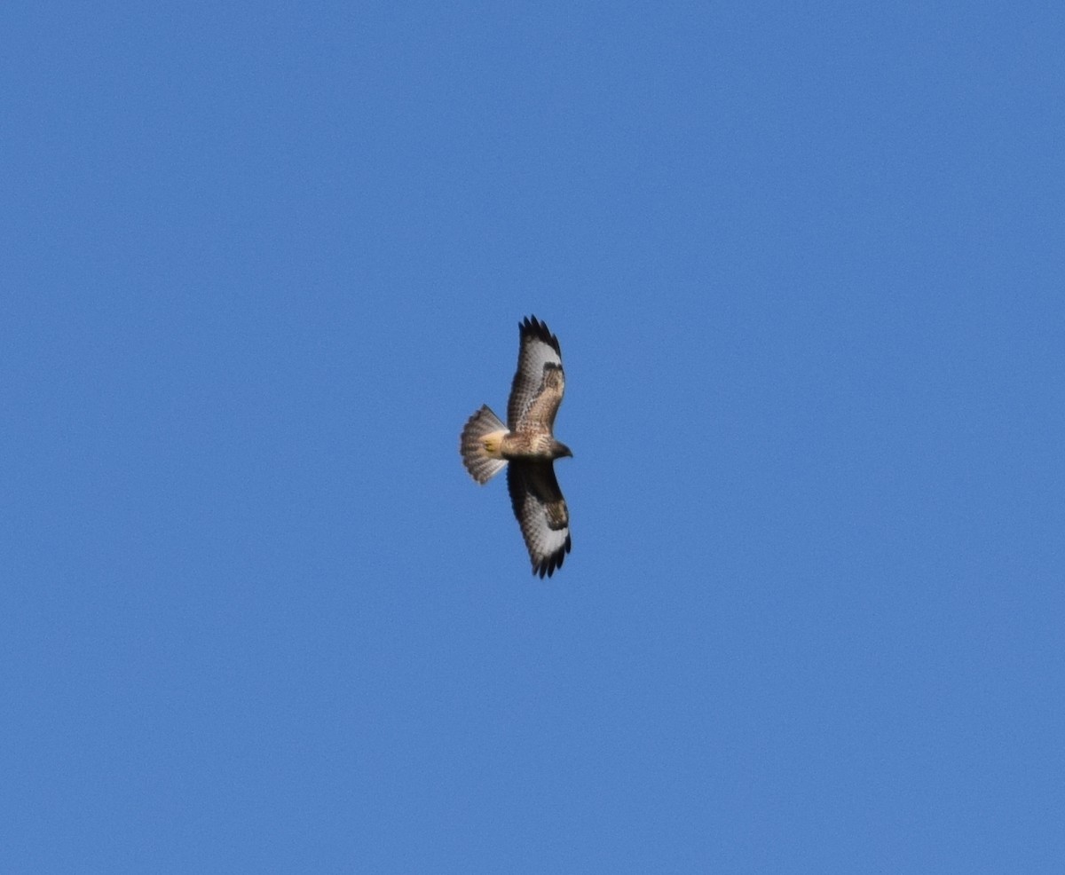 Common Buzzard (Western) - ML627430594