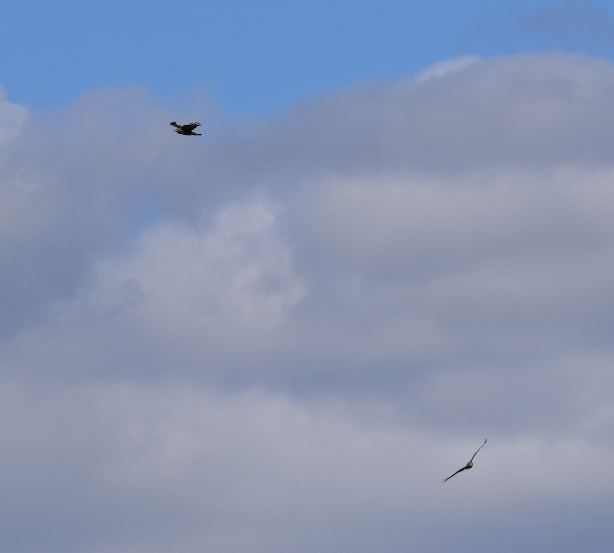 Common Buzzard (Western) - ML627430595