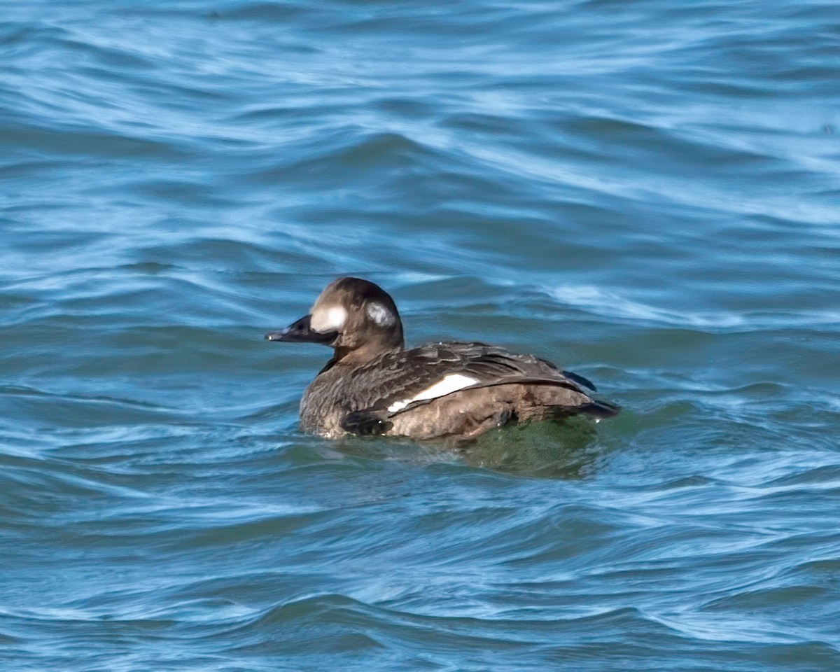 White-winged Scoter - ML627430599