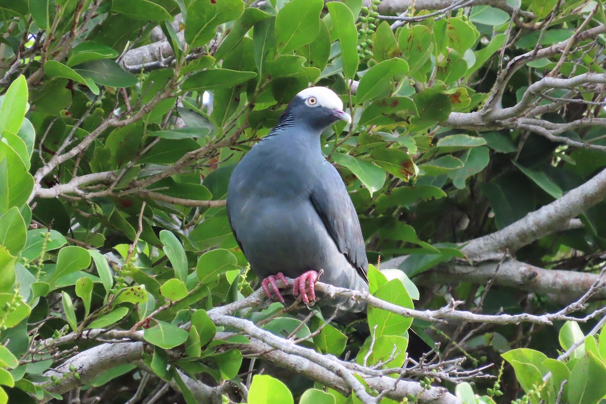 White-crowned Pigeon - ML627430600