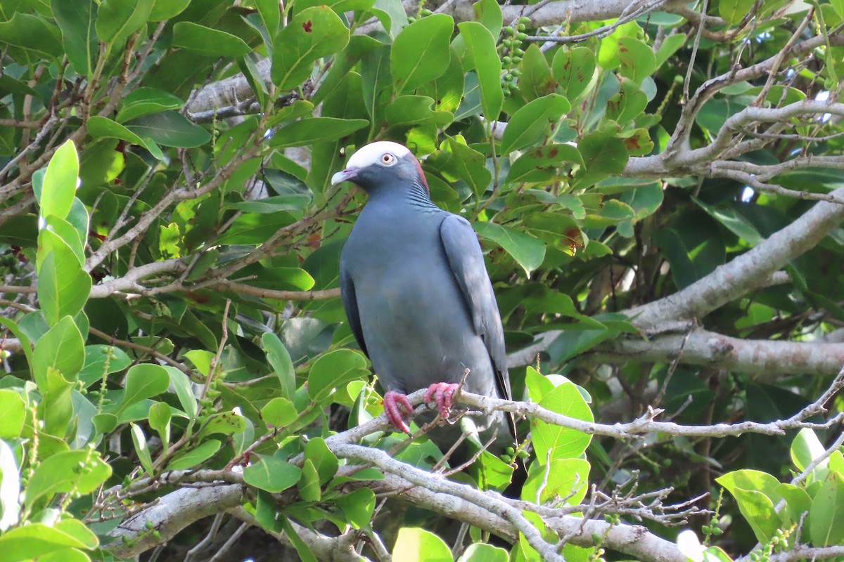 White-crowned Pigeon - ML627430603