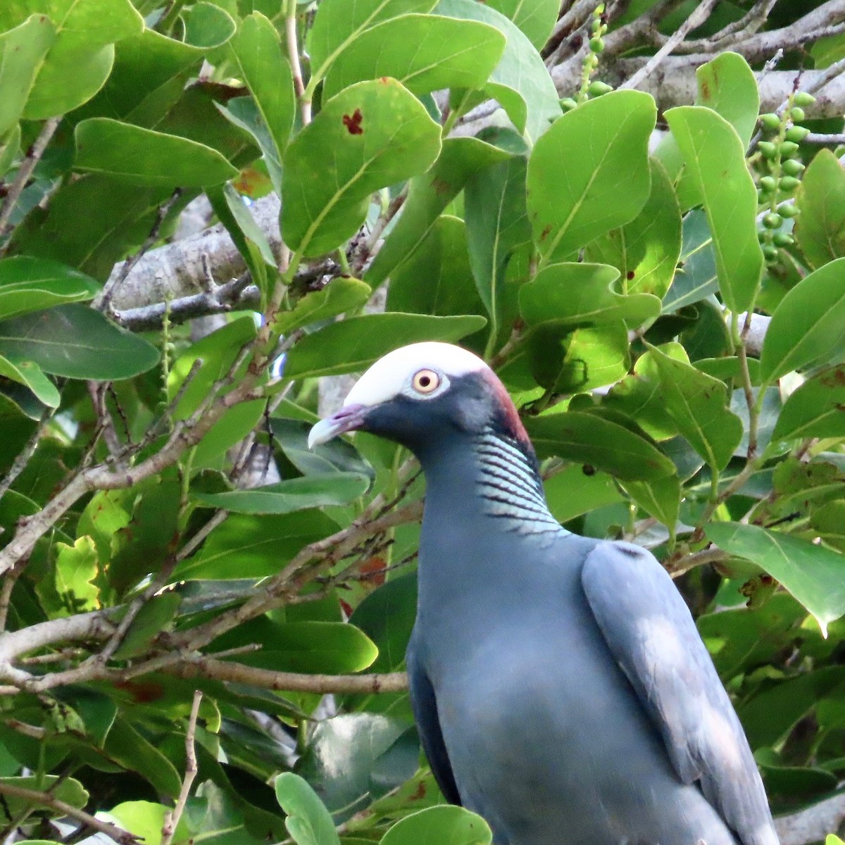 White-crowned Pigeon - ML627430610