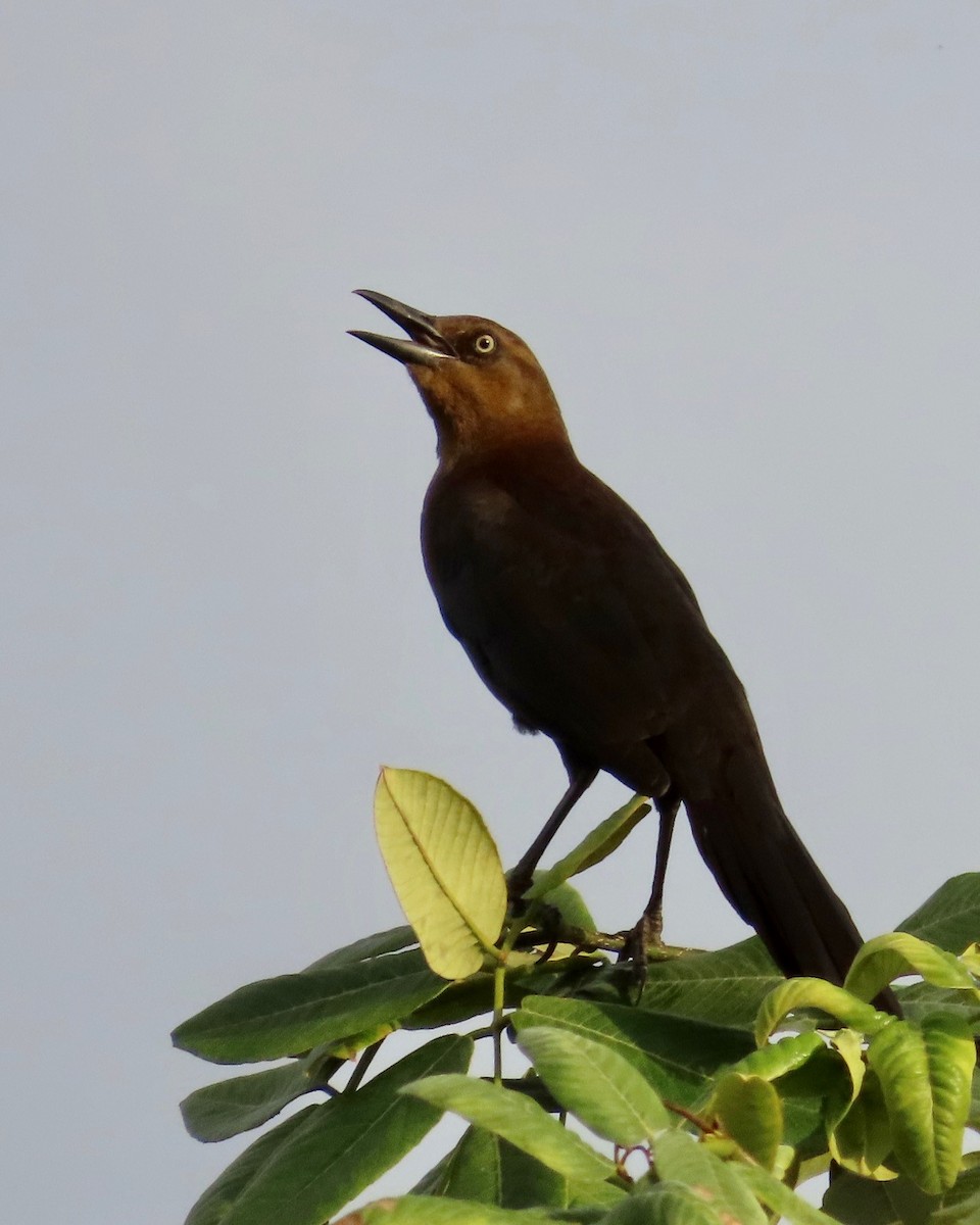 Great-tailed Grackle - ML627430651