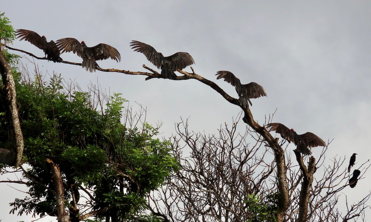 Turkey Vulture - ML627430661