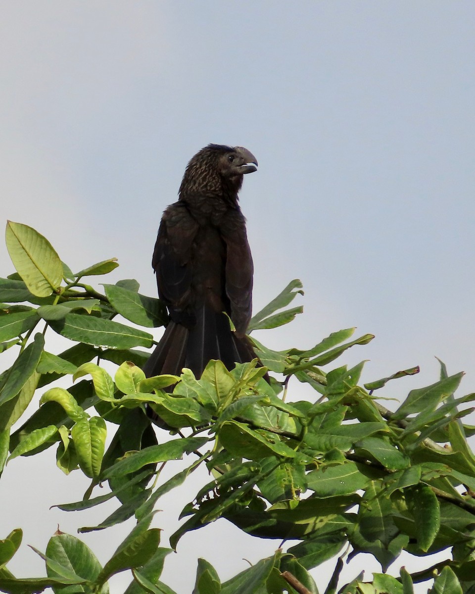 Smooth-billed Ani - ML627430667