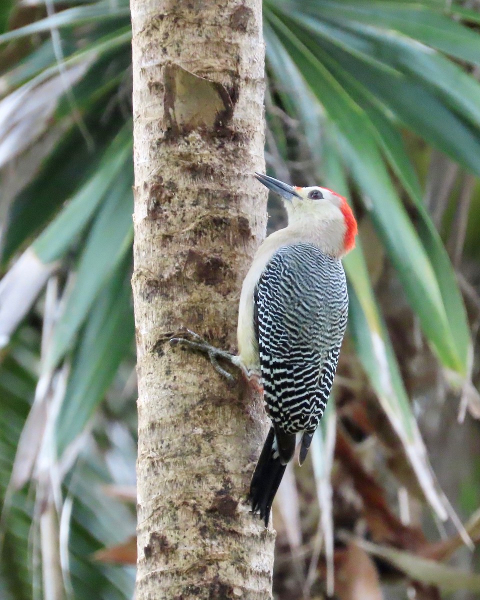 Golden-fronted Woodpecker - ML627430725