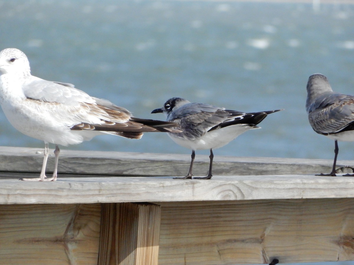 Franklin's Gull - ML627430730