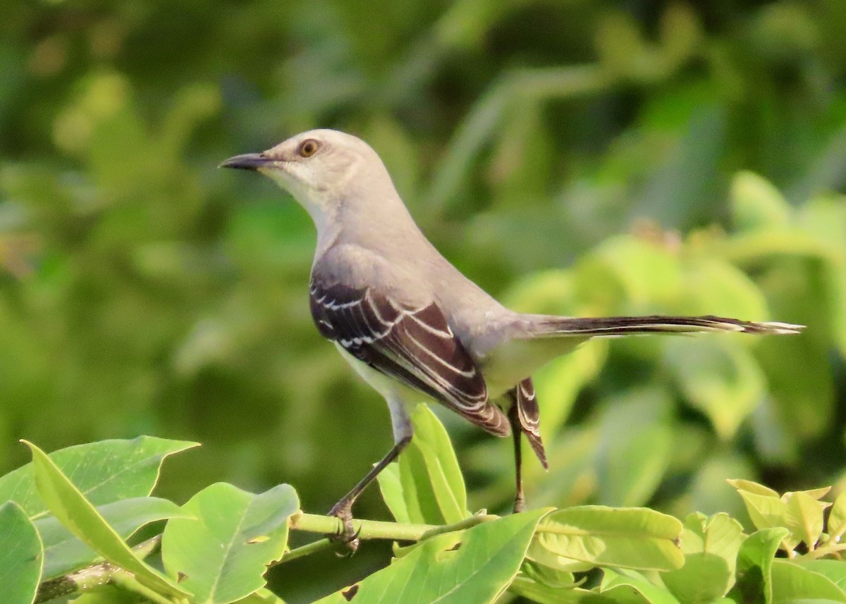 Tropical Mockingbird - ML627430754