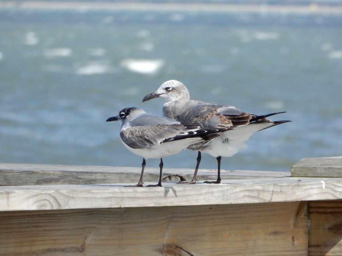 Franklin's Gull - ML627430761