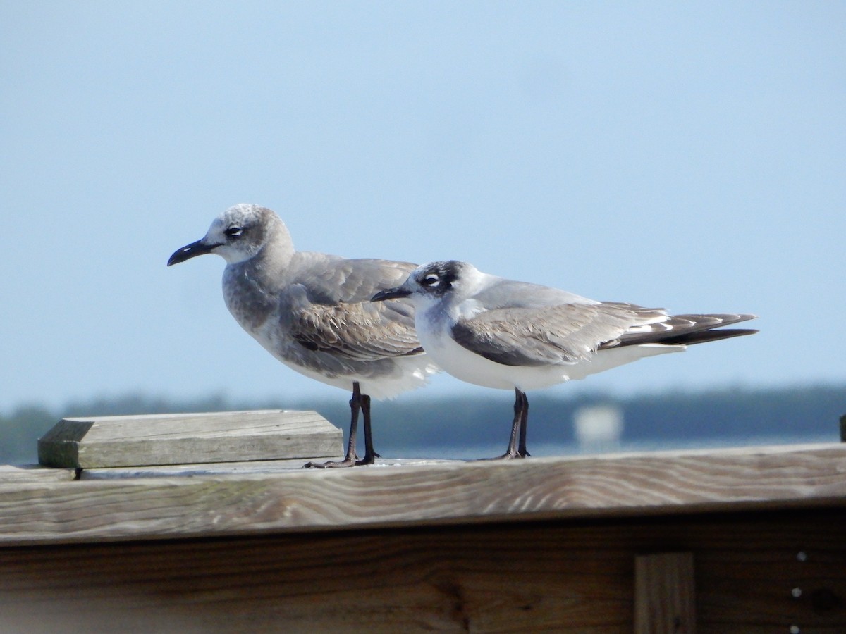 Franklin's Gull - ML627430779