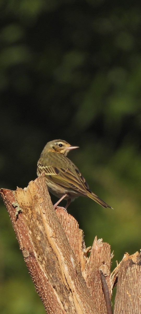 Olive-backed Pipit - ML627430802