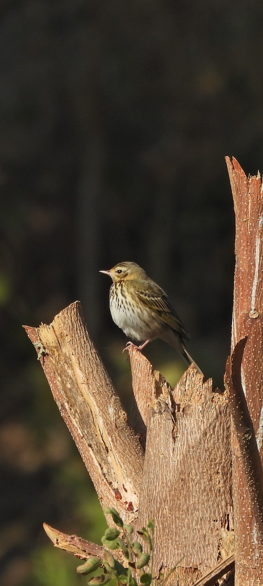 Olive-backed Pipit - ML627430803