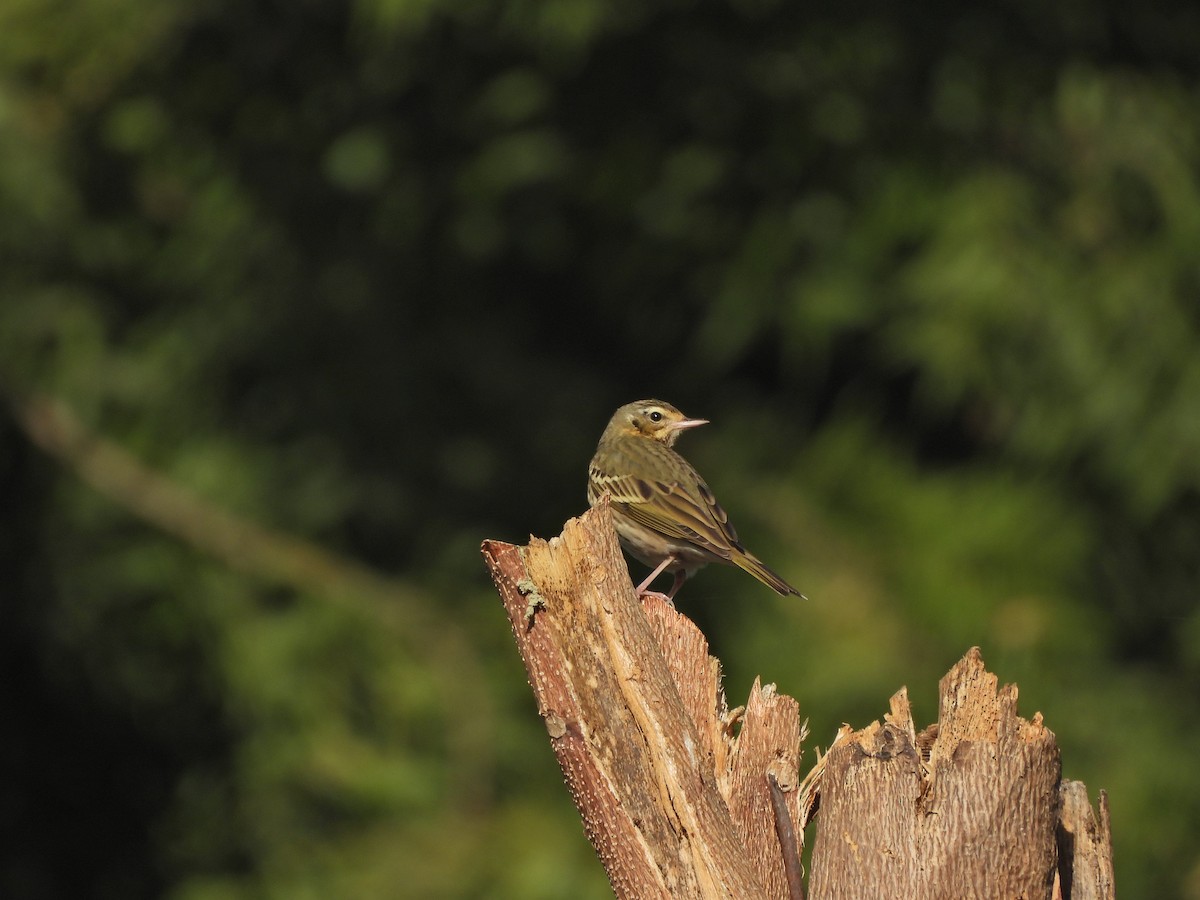 Olive-backed Pipit - ML627430805