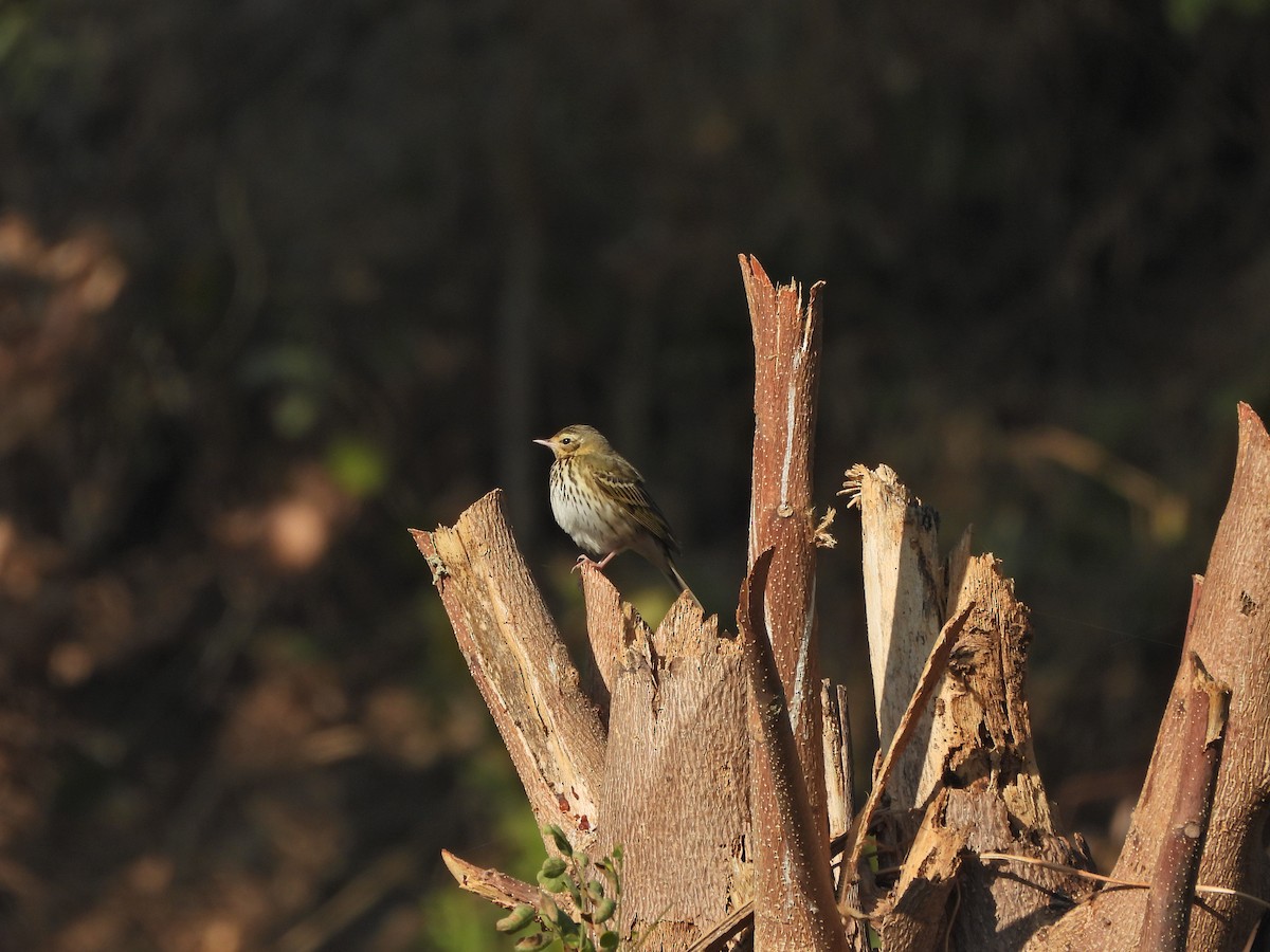 Olive-backed Pipit - ML627430807