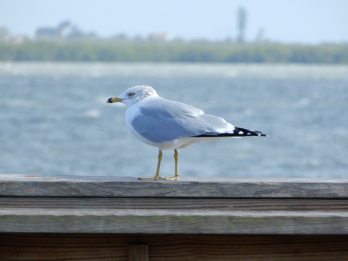 Ring-billed Gull - ML627430868