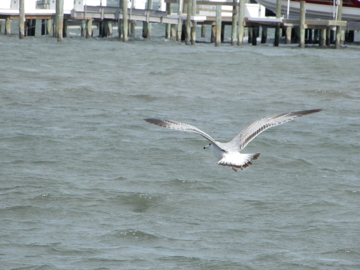 Ring-billed Gull - ML627430870