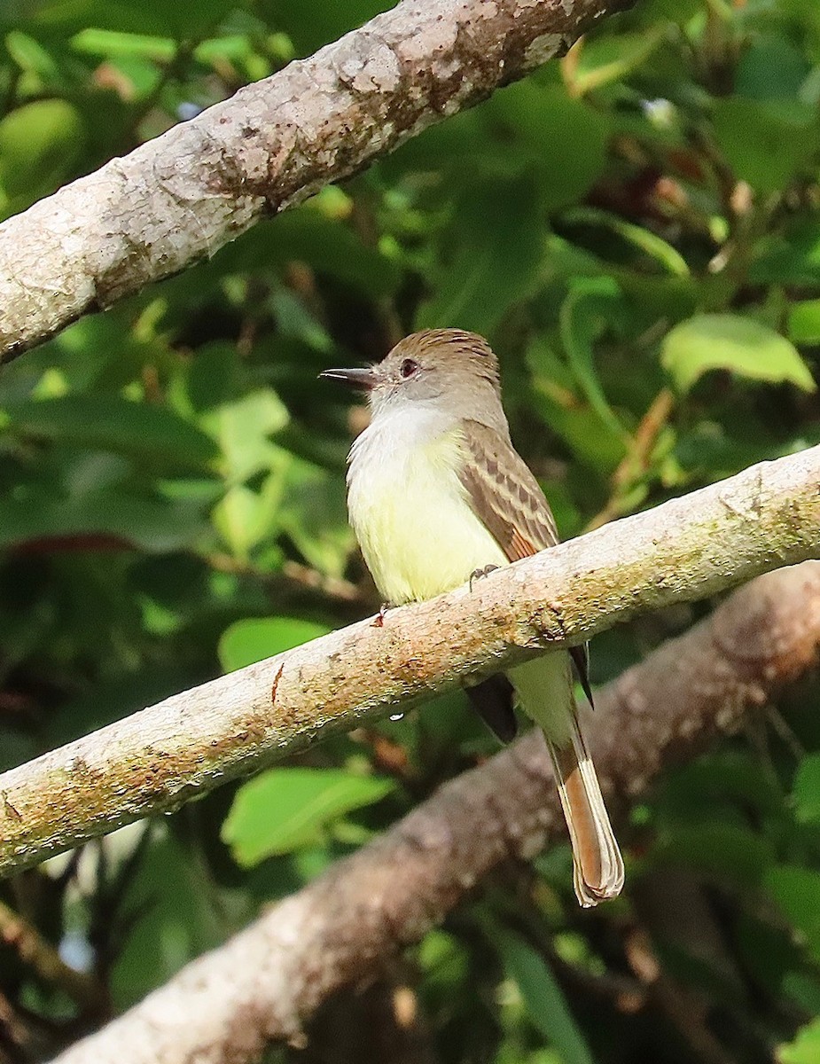 Brown-crested Flycatcher - ML627430883