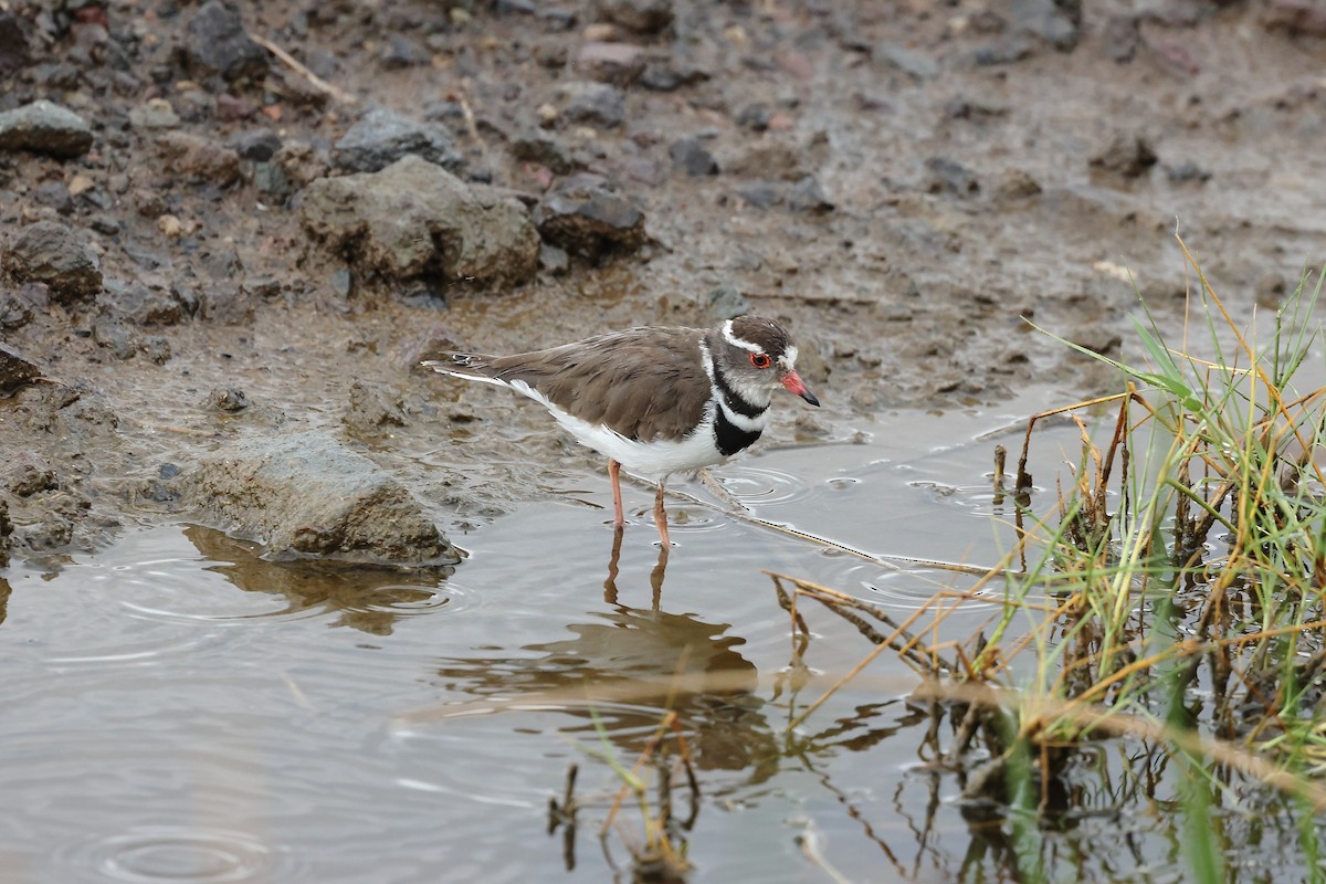 Three-banded Plover - ML627430887