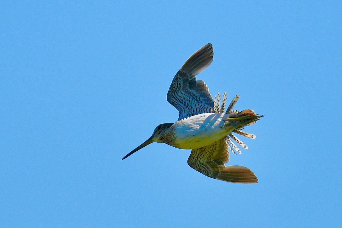 Pantanal Snipe - ML627430929