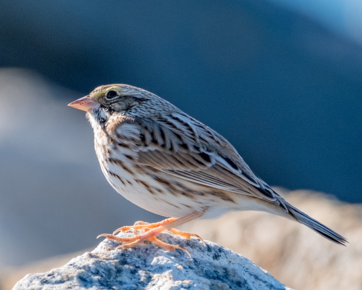 Savannah Sparrow - ML627430958