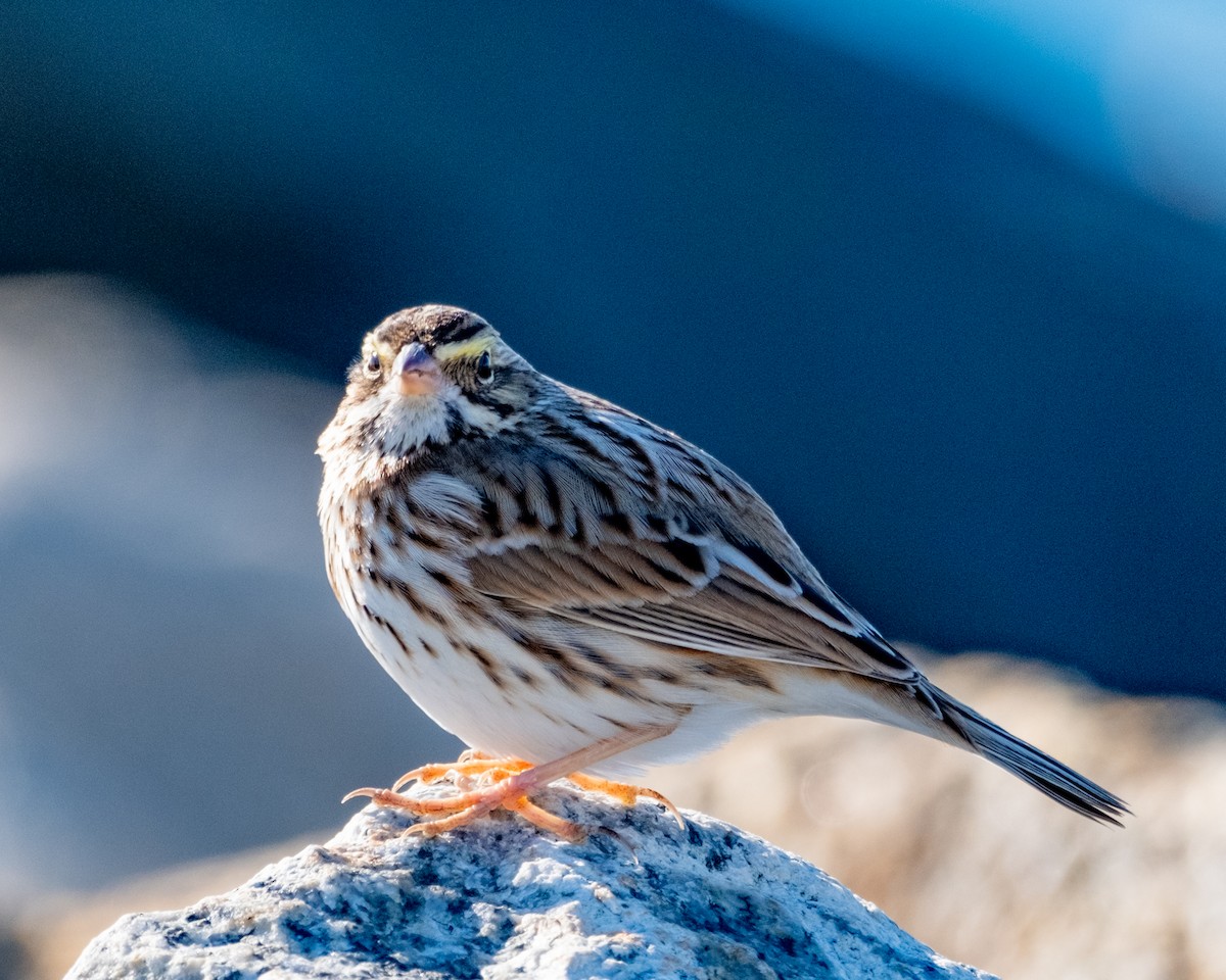 Savannah Sparrow - ML627430959