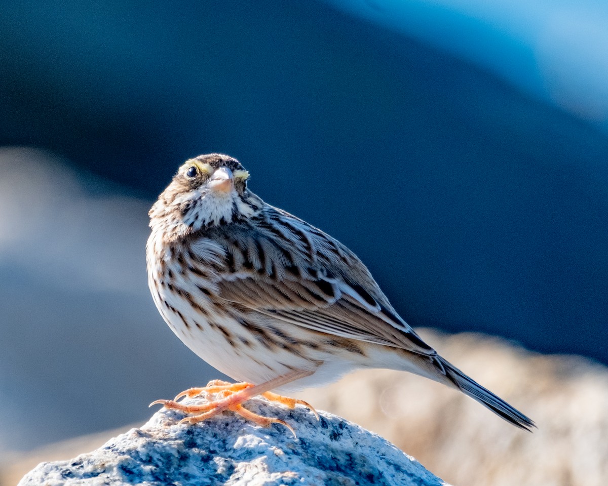 Savannah Sparrow - ML627430963