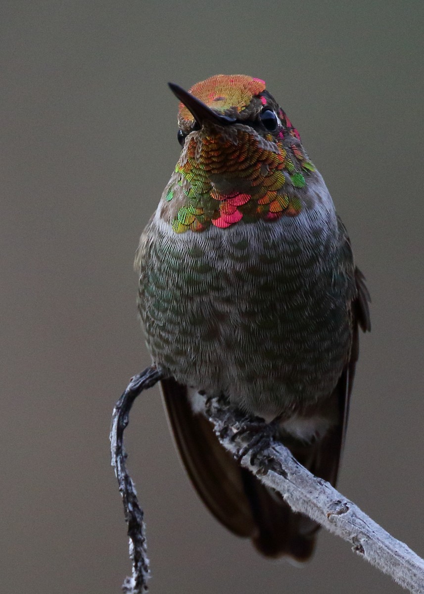 Anna's Hummingbird - ML627430981