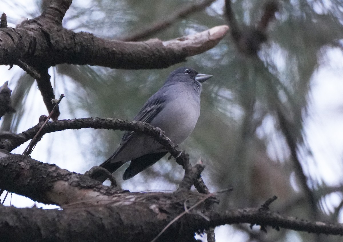 Gran Canaria Blue Chaffinch - ML627430989