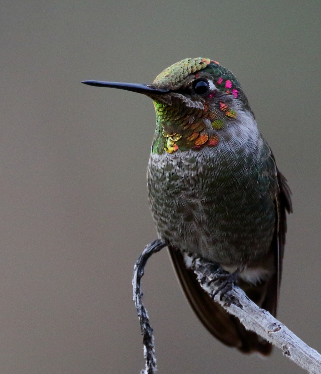 Anna's Hummingbird - ML627430994